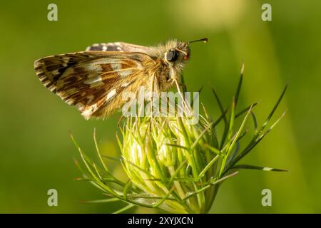 Oberthürs Grizzled Skipper - Pyrgus armoricanus, schöner kleiner Schmetterling aus europäischen Wiesen und Weiden, Zlin, Tschechien. Stockfoto