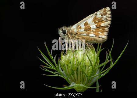 Oberthürs Grizzled Skipper - Pyrgus armoricanus, schöner kleiner Schmetterling aus europäischen Wiesen und Weiden, Zlin, Tschechien. Stockfoto