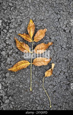 Herbst Bright Leaf auf Asphalt Textur Stockfoto