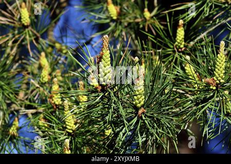 Pinus Mugo. Nadeln und Knospen hautnah Stockfoto