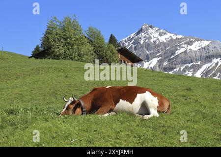 Schlafende Kuh auf einer grünen Wiese, Berg und Hütte Stockfoto