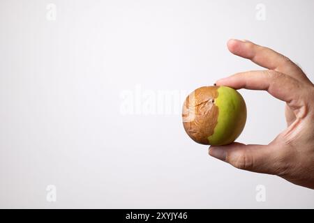 Verrotteter grüner Apfel, gehalten von kaukasischer männlicher Hand. Nahaufnahme des Studios, isoliert auf weiß. Stockfoto