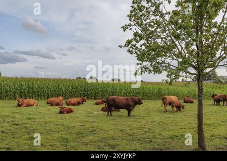 Mehrere Kühe ruhen und weiden auf einer Weide neben einem Baum vor einem Maisfeld unter bewölktem Himmel, borken, münsterland, deutschland Stockfoto