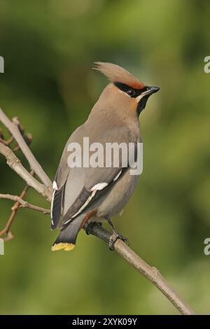 Böhmische Wachsflügel (Bombycilla garrulus), ja, Landkreis Bad Duerkheim, Rheinland-Pfalz, Bundesrepublik Deutschland Stockfoto