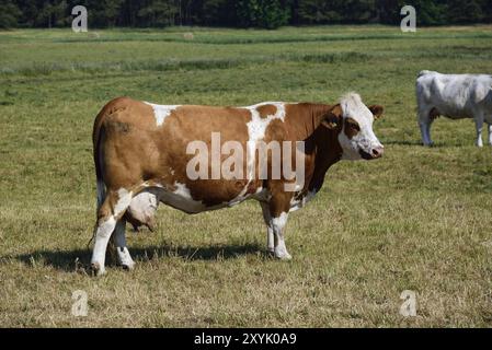 Europa, Deutschland, Mecklenburg-Vorpommern, Milchkühe auf der Weide bei Goehren-Lebbin, Rote Kühe im Vordergrund, Goehren-Lebbin, Mecklenburg Stockfoto