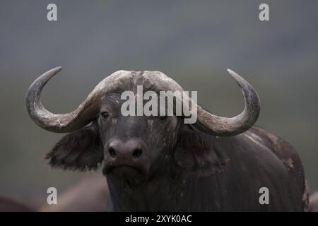 Cape Buffalo Porträt Stockfoto