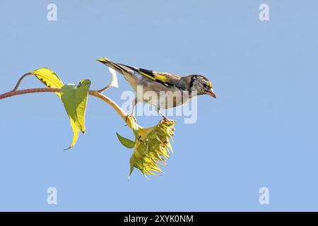 Goldfinch sitzt auf einer alten Sonnenblume mit Samen zwischen blühenden Sonnenblumen vor einem verschwommenen blauen Hintergrund Stockfoto