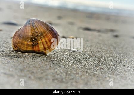 Muscheln stecken im Sand am Strand von Blavand in Dänemark, Landschaftsaufnahme an der Küste Stockfoto