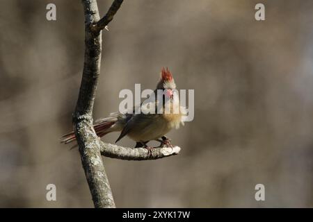 Nördlicher Kardinal (Cardinalis cardinalis), Weibchen, das auf einem Baumzweig sitzt Stockfoto