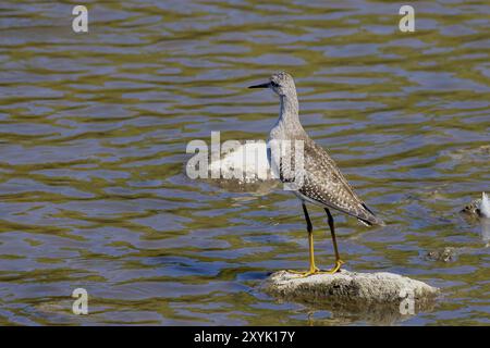 Watvögel oder Ufervögel, die häufig entlang von Küsten und Wattengebieten waten, um nach Nahrung zu suchen, die sich im Schlamm und Sand tummeln Stockfoto