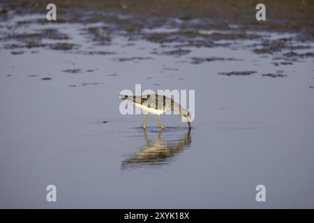 Watvögel oder Ufervögel suchen an der Küste und in flachen Gewässern Seen und Flüssen nach Nahrung Stockfoto