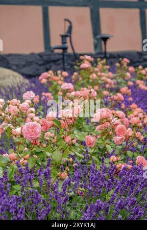 Nahaufnahme von Rosen und Lavendelblüten vor einer Hauswand, helle Farben und Gartenatmosphäre, svaneke, bornholm, ostsee, dänemark, scandi Stockfoto