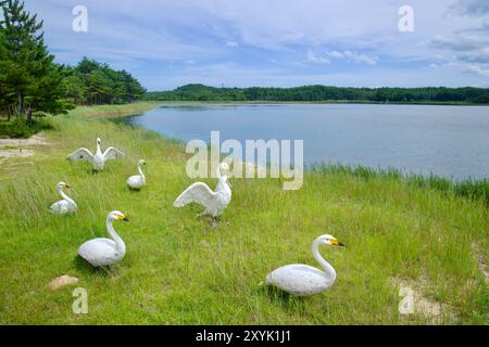 Goseong County, Südkorea - 28. Juli 2024: Eine Gruppe von Schwanenstatuen steht anmutig am Ufer des Songji Lake und verleiht dem einen künstlerischen Touch Stockfoto