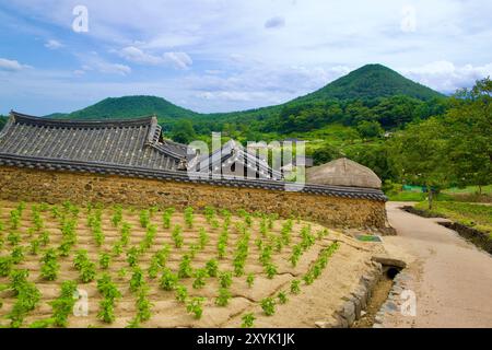 Goseong County, Südkorea - 28. Juli 2024: Reihen von Kulturen wachsen auf den traditionellen Feldern des Wanggok Hanok Village, mit Steinmauern und Stockfoto