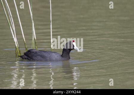 Kammblaesshuhn, Fulica cristata, Haubenkot Stockfoto