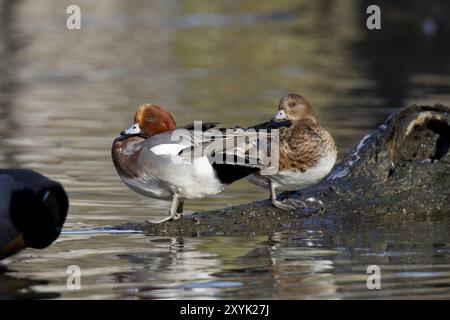 Eurasische Witwe, Paar, Anas penelope, Eurasische Witwe? Koppeln Stockfoto