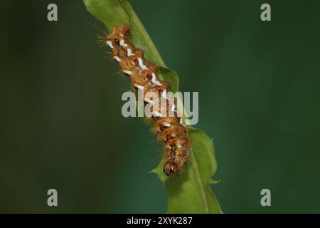 Raupe von Dock Bark Ewl, Acronicta rumicis, raupe von Knotengras Stockfoto