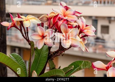 Zur Gattung Plumeria. Sie ist in Amerika heimisch, wurde aber wegen ihrer schönen Blumen auf der ganzen Welt angebaut. Die Blumen kommen in VI Stockfoto