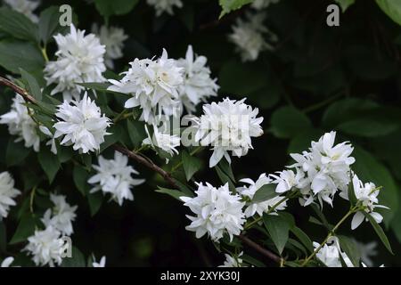 Schöne weiße Blumen Syringa Nahaufnahme (Philadelphus) Stockfoto