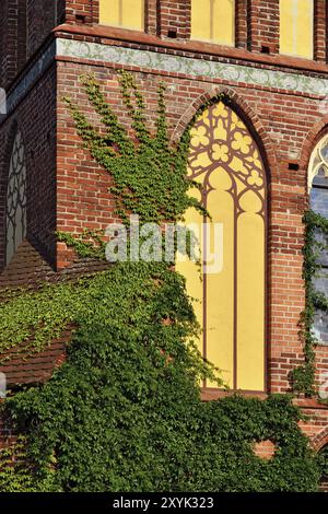 Efeu an der Wand von der Kathedrale von Koenigsberg Stockfoto