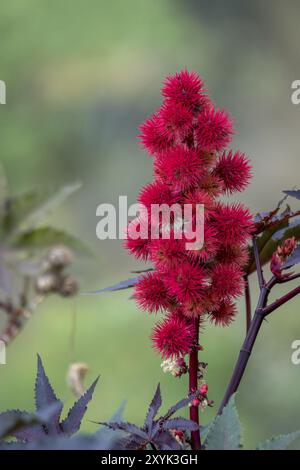 Castor Bean Plant (Ricinus communis) mit violettem Laub Stockfoto