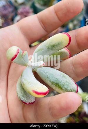 Der Stamm der Cotyledon orbiculata variegated Sukkulenten Pflanze in der weiblichen Hand Stockfoto