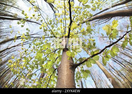 Buche im Frühlingswald über Weitwinkel Stockfoto