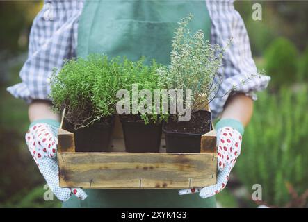 Frau hält eine Box mit Pflanzen in ihren Händen im Garten-Center. Nahaufnahme Stockfoto