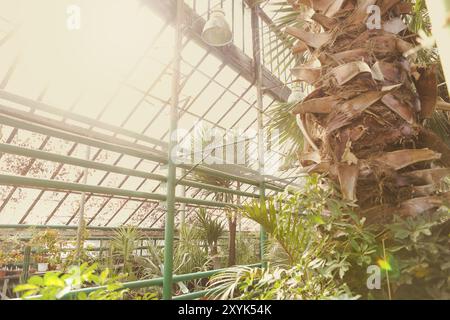 Gasse mit schönen Bäumen und Pflanzen im Garten Gewächshaus. Palm auf den ersten Plan Stockfoto