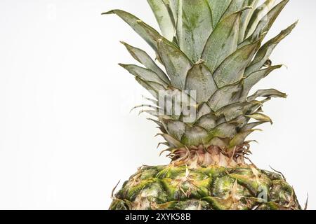 Ananas auf weißem Hintergrund Stockfoto