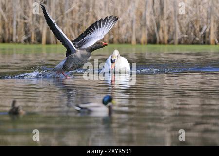 Stummer Schwan und Graugans während der Paarungszeit Stockfoto