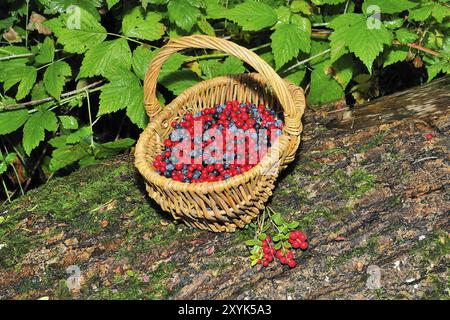 Heidelbeeren und Preiselbeeren in einem Holzkorb im Wald. Heidelbeeren und Preiselbeeren in einem Chipkorb Stockfoto