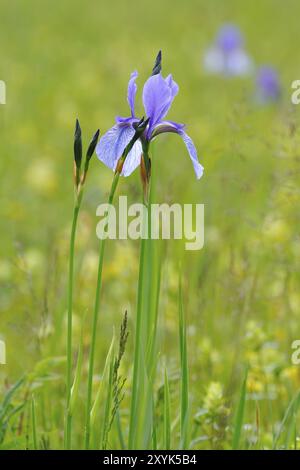 Sibirische Iris am Lake Ammer. Iris sibirica in Bayern Stockfoto