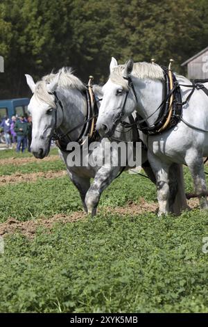 Percheron Team Stockfoto