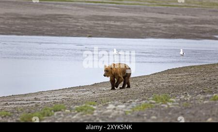 Grizzlybär am Ufer des Douglas River im Katmai Nationalpark Stockfoto