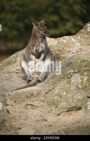 Brechen Sie auf einem Felsen Stockfoto