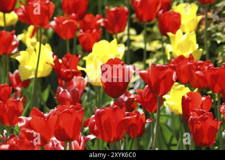 Schöne Tulpen Stockfoto