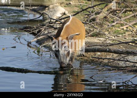 Gebürstetes Schwein an einem Wasserloch Stockfoto