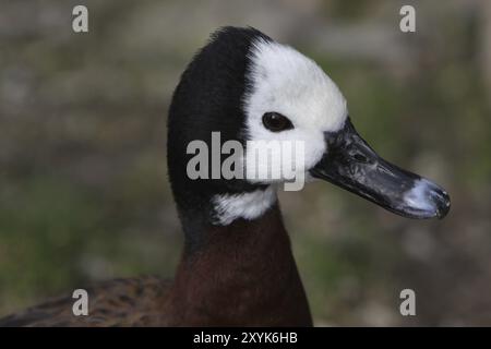 Witwe pfeifende Gans Stockfoto