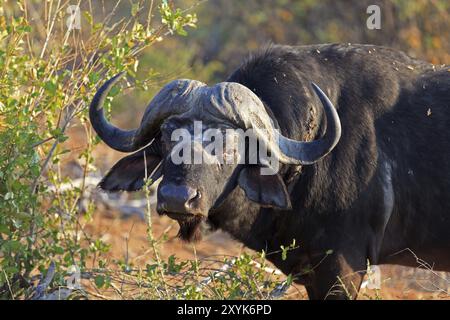 Buffalo-Porträt Stockfoto