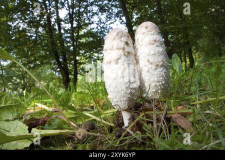Shaggy Ink Caps auf einer Wiese Stockfoto