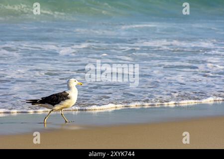 Möwe Spaziergänge zwischen dem Meer und den Sand am Strand Stockfoto