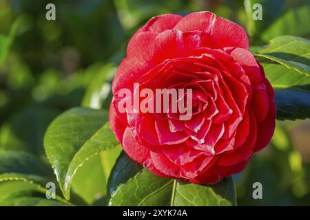 Makro Foto der Blüte rot Camellia japonica Blume im Werk Stockfoto