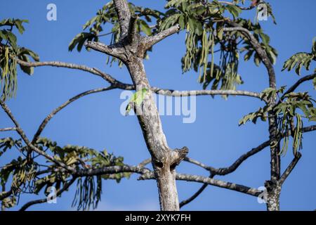 Brauner Kapuzenpapagei, der auf einem Zweig sitzt, Provinz Puntarenas, Costa Rica, Zentralamerika Stockfoto