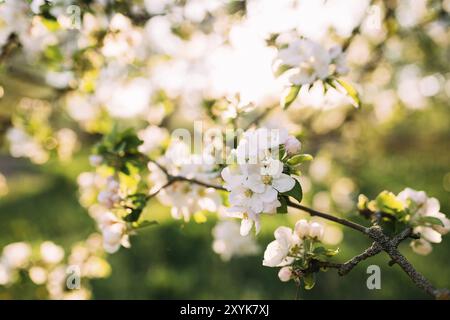 Apfelknospen blühen im Frühjahr. Apfelblüte. Frühlingsgarten. Unscharfer Hintergrund. Stockfoto