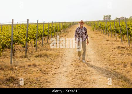 Ein älterer Mann spaziert gemütlich auf einem staubigen Pfad, der von üppigen Weinbergen flankiert wird und sich im warmen Licht der späten Nachmittagssonne inmitten von Weinreben ersonnt Stockfoto