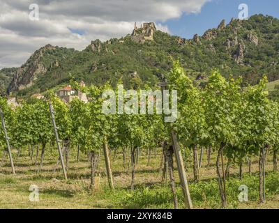 Ein dichter Weinberg erstreckt sich vor einer Berglandschaft mit einer Festung auf einem Hügel, Duernstein, Wachau, Donau, Österreich, Europa Stockfoto