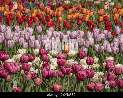 Ein farbenfrohes Tulpenfeld in Rot-, Rosa-, Violett- und Orangetönen, das im Garten in Amsterdam, Niederlande, blüht Stockfoto