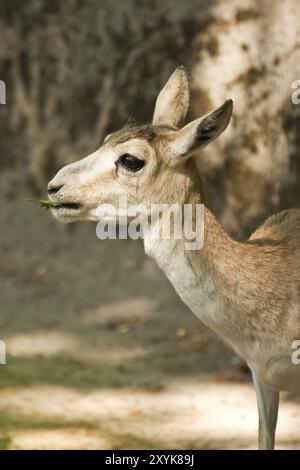 Weibliche persische Struma-Gazelle Stockfoto