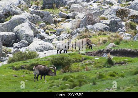 Zwei wilde Ziegen kämpfen Seite an Seite, während eine andere wilde Ziege grast, Gredos Steinbock (Capra pyrenaica victoriae), spanischer Steinbock (Capra pyrenaica), Iberisch Stockfoto